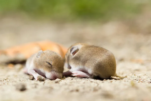 Deux bébés souris — Photo