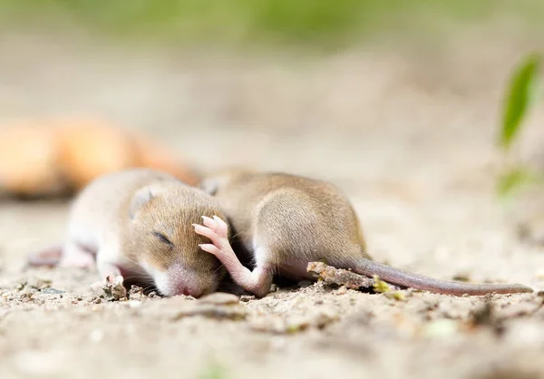 2 つのマウスの赤ちゃん — ストック写真
