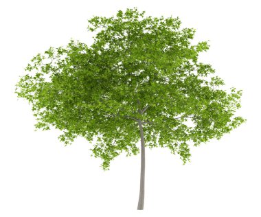 Beyaz arka plan üzerinde izole kiraz ağacı. 3D çizim