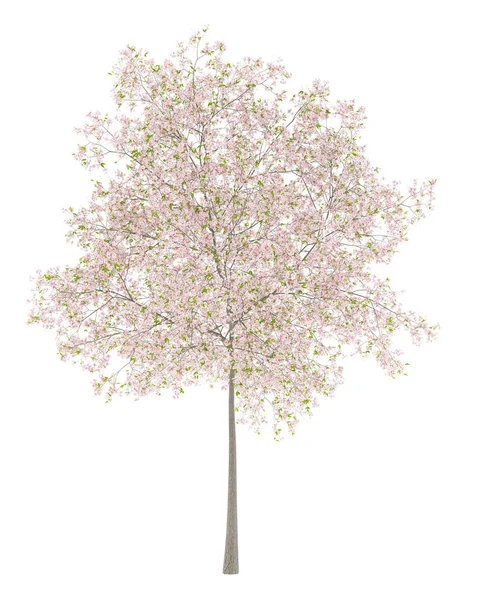 在白色背景上分离的开花樱桃树 — 图库照片