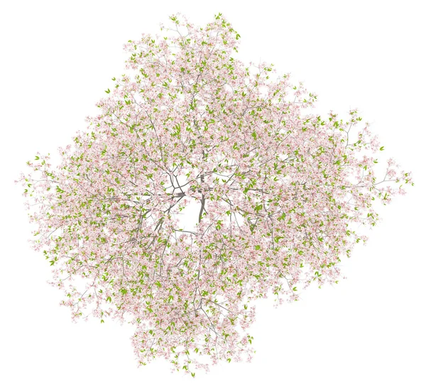 Vista Superior Del Cerezo Floreciente Aislado Sobre Fondo Blanco Ilustración —  Fotos de Stock