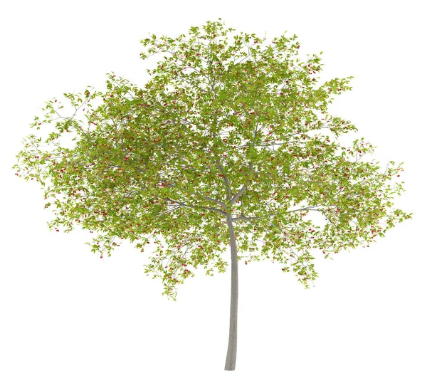Wiśniowe Drzewo Wiśniami Białym Tle Ilustracja — Zdjęcie stockowe