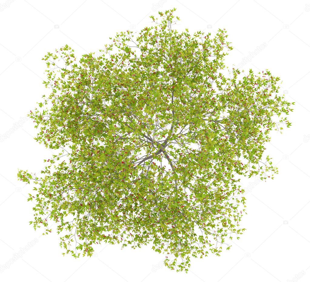 top view of cherry tree with cherries isolated on white background. 3d illustration