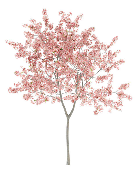 flowering peach tree isolated on white background. 3d illustration
