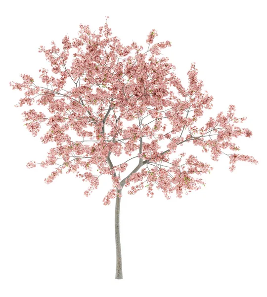 Flowering Peach Tree Isolated White Background Illustration — Stock Photo, Image