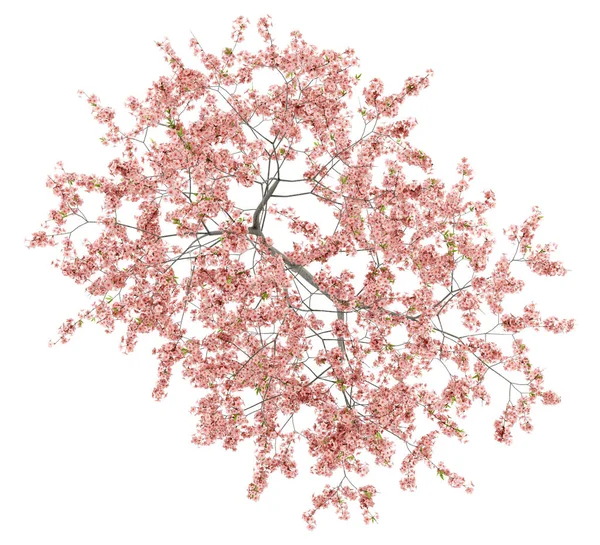 在白色背景下被分离的开花桃树的顶部视图 — 图库照片