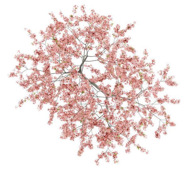 top view of flowering peach tree isolated on white background. 3d illustration