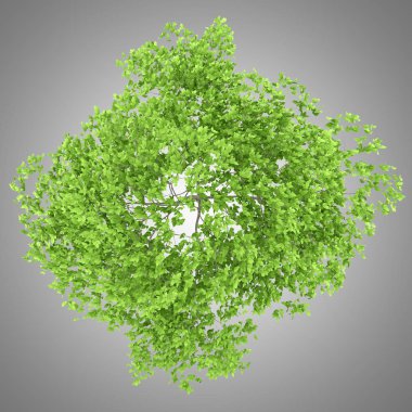 Üstten Görünüm gri arka plan üzerinde izole Erik ağacının. 3D çizim