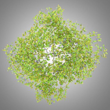 Üstten Görünüm ile gri arka plan üzerinde izole Erik Erik ağacının. 3D çizim