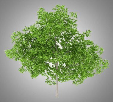 erik ağacı üzerinde gri arka plan izole. 3D çizim