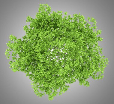 Üstten Görünüm gri arka plan üzerinde izole Erik ağacının. 3D çizim