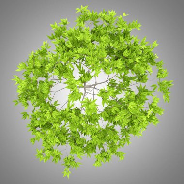 üstten görünüm gri arka plan üzerinde izole kiraz ağacının. 3D çizim