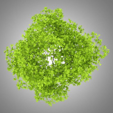 üstten görünüm gri arka plan üzerinde izole kiraz ağacının. 3D çizim