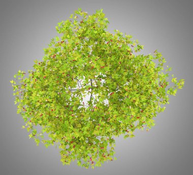 üstten görünüm ile gri arka plan üzerinde izole kiraz kiraz ağacının. 3D çizim