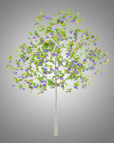 Pflaumenbaum Mit Pflaumen Isoliert Auf Grauem Hintergrund Illustration — Stockfoto