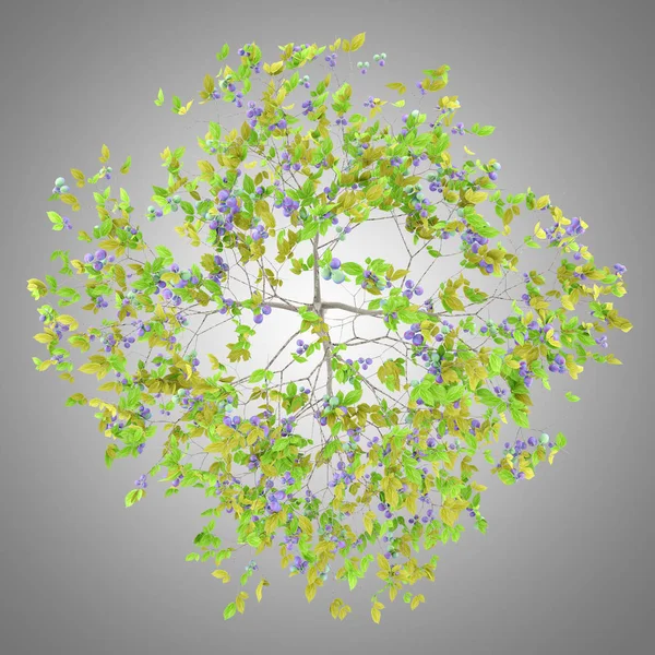 top view of plum tree with plums isolated on gray background. 3d illustration