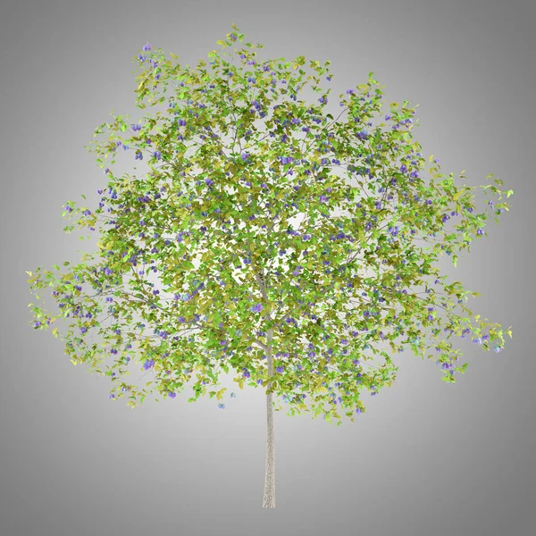 Сливове Дерево Сливами Ізольовано Сірому Фоні Ілюстрація — стокове фото