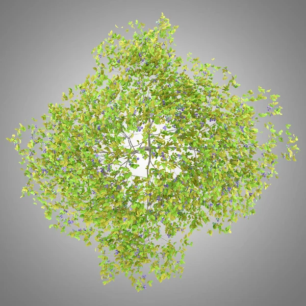Ovanifrån Plommonträd Med Plommon Isolerade Grå Bakgrund Illustration — Stockfoto