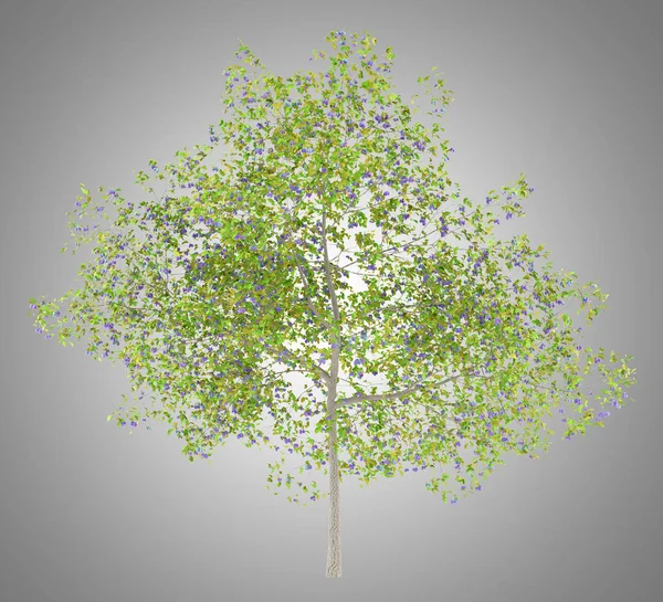 Plum Tree Plums Isolated Gray Background Illustration — Stock Photo, Image