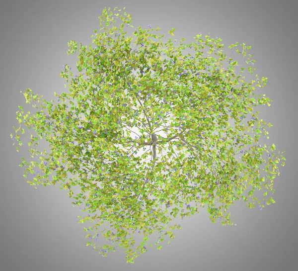 Ovanifrån Plommonträd Med Plommon Isolerade Grå Bakgrund Illustration — Stockfoto