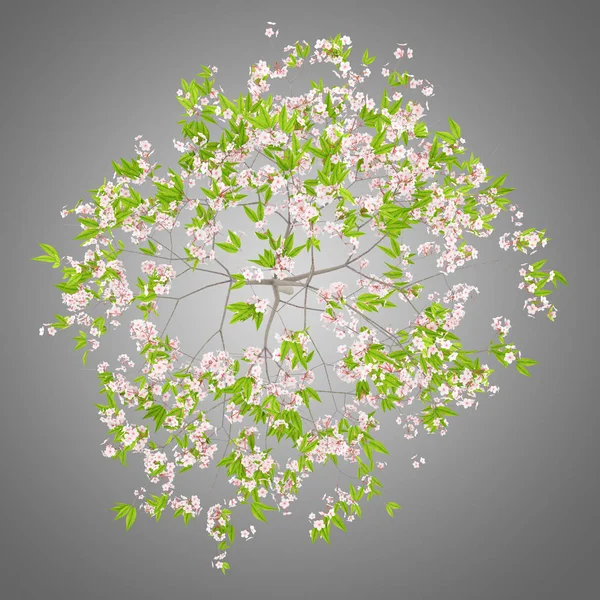 Ovanifrån Blommande Cherry Tree Isolerade Grå Bakgrund Illustration — Stockfoto