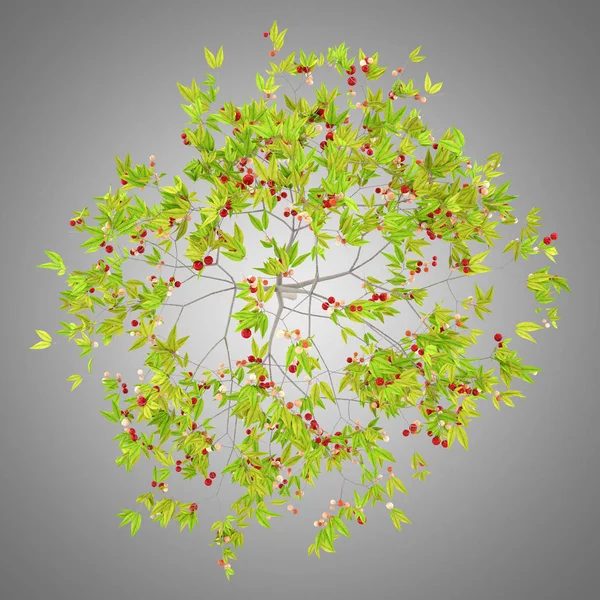 Ovanifrån Körsbärsträd Med Körsbär Isolerade Grå Bakgrund Illustration — Stockfoto