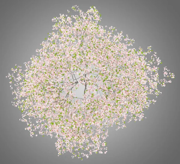 Draufsicht Auf Blühenden Kirschbaum Isoliert Auf Grauem Hintergrund Illustration — Stockfoto