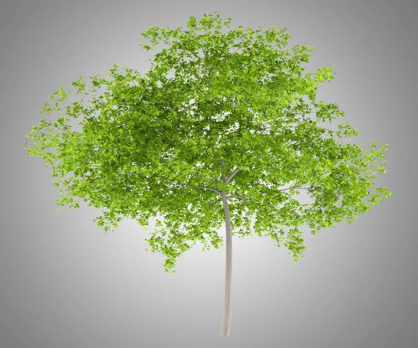 Вишневе Дерево Ізольоване Сірому Фоні Ілюстрація — стокове фото