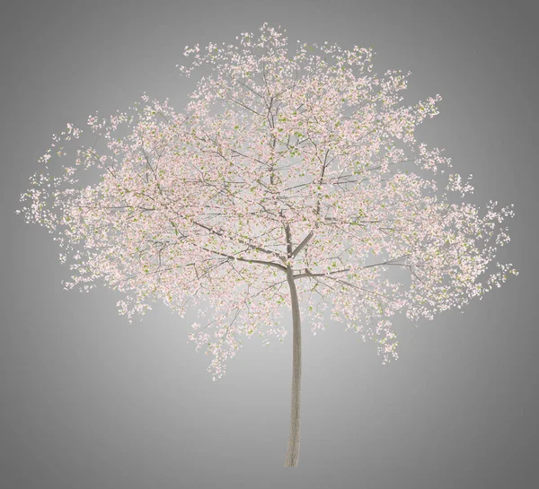 Kwitnienia Wiśniowe Drzewo Białym Tle Szarym Tle Ilustracja — Zdjęcie stockowe