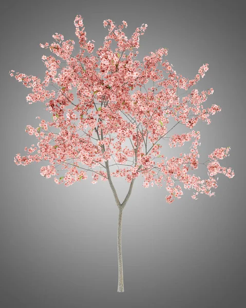 Árvore Pêssego Floração Isolado Fundo Cinza Ilustração — Fotografia de Stock