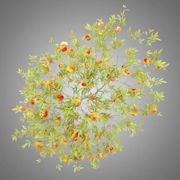 Ovanifrån Persiko Träd Med Persikor Isolerade Grå Bakgrund Illustration — Stockfoto