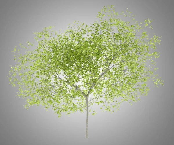 Pfirsichbaum Isoliert Auf Grauem Hintergrund Illustration — Stockfoto