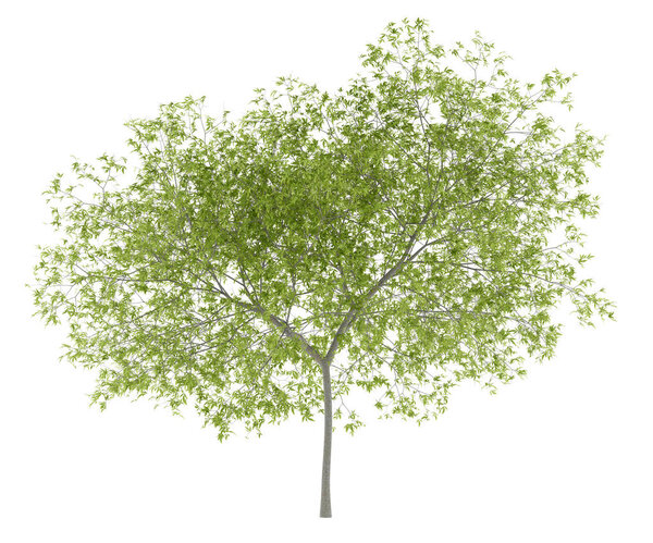 peach tree isolated on white background. 3d illustration