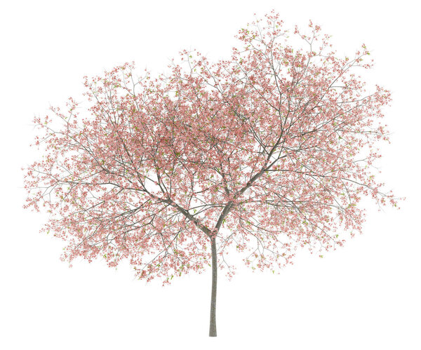 flowering peach tree isolated on white background. 3d illustration