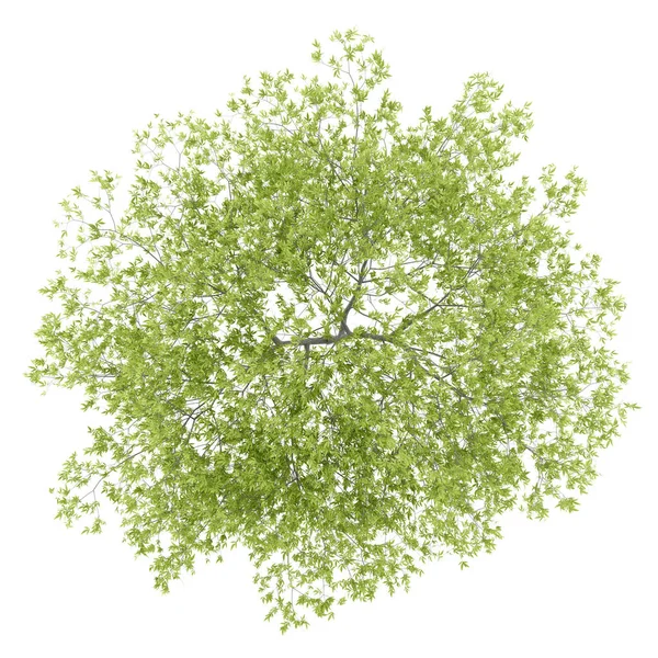 Ovanifrån Persiko Träd Isolerad Vit Bakgrund Illustration — Stockfoto
