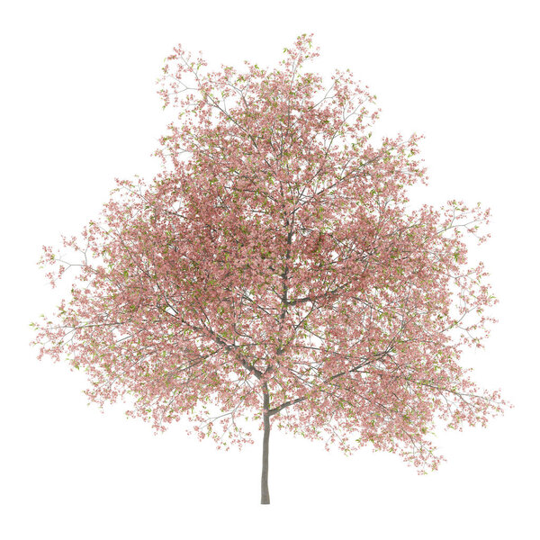 flowering peach tree isolated on white background. 3d illustration