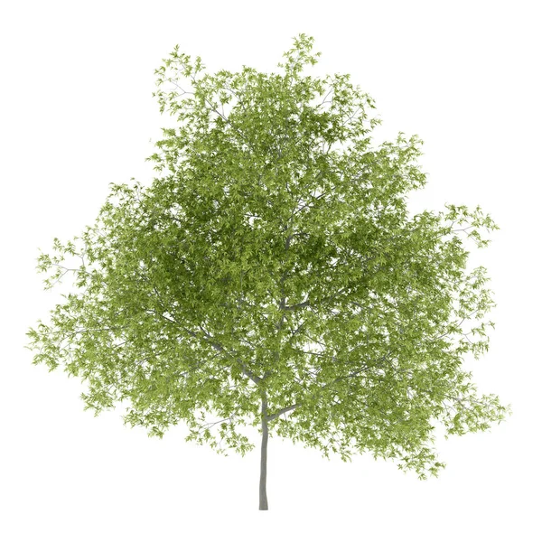 Pfirsichbaum Isoliert Auf Weißem Hintergrund Illustration — Stockfoto