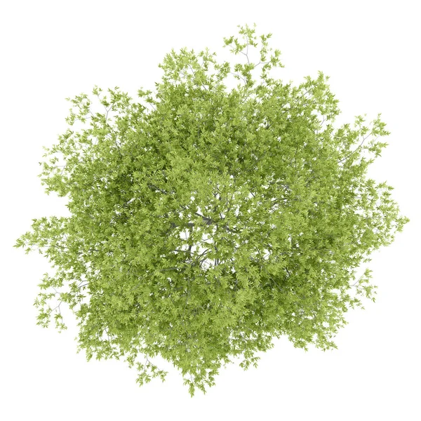Üstten Görünüm Şeftali Ağacı Beyaz Arka Plan Üzerinde Izole Çizim — Stok fotoğraf
