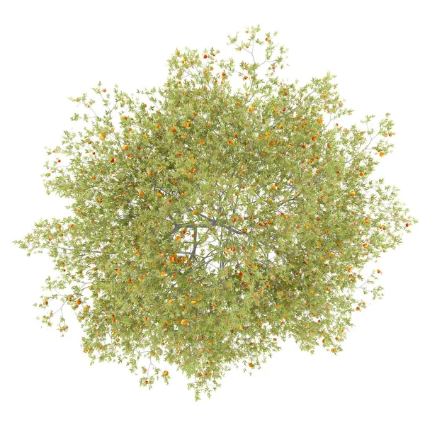 Ovanifrån Persiko Träd Med Persikor Isolerade Vit Bakgrund Illustration — Stockfoto