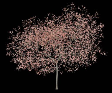 Şeftali ağacı siyah arka plan üzerine izole çiçeklenme. 3D çizim