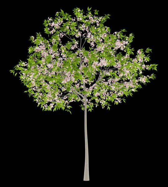 Árvore Cereja Floração Isolado Fundo Preto Ilustração — Fotografia de Stock