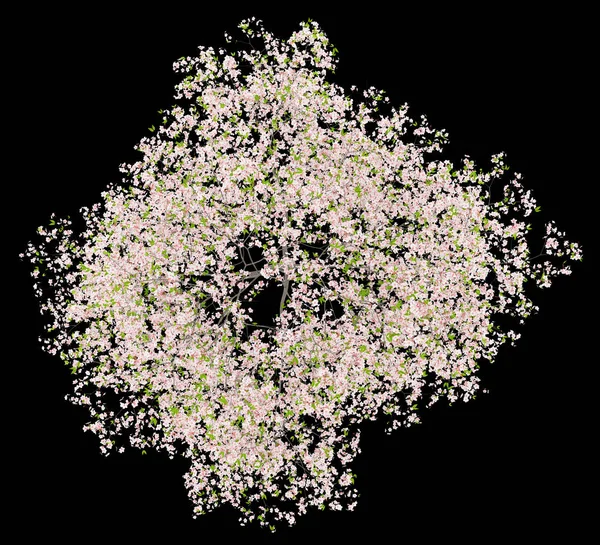 在黑色背景下被分离的开花樱桃树的顶部视图 — 图库照片