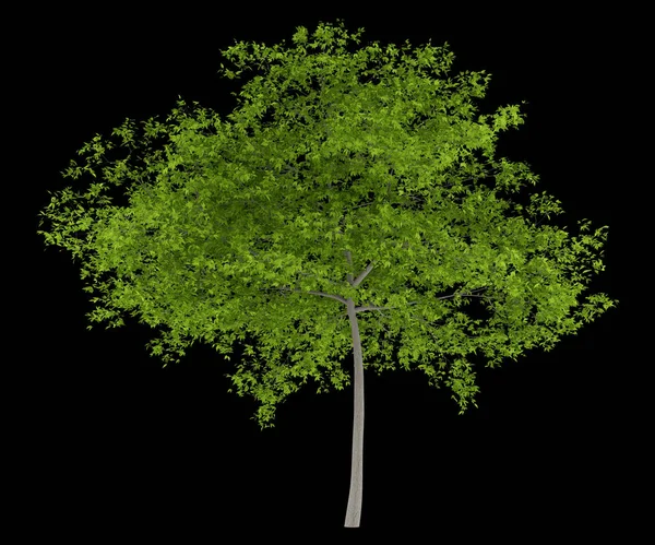Wiśniowe Drzewo Białym Czarnym Tle Ilustracja — Zdjęcie stockowe