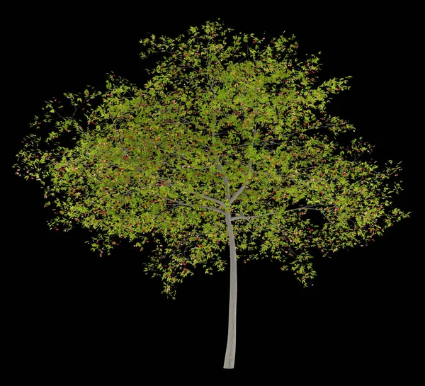 Körsbärsträd Med Körsbär Isolerad Svart Bakgrund Illustration — Stockfoto