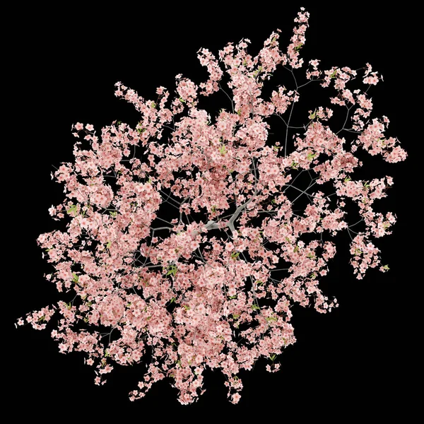 Top View Flowering Peach Tree Isolated Black Background Illustration — Stock Photo, Image