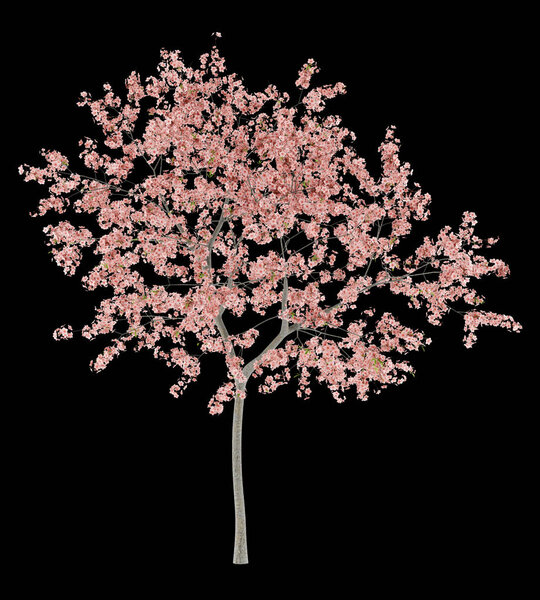 flowering peach tree isolated on black background. 3d illustration