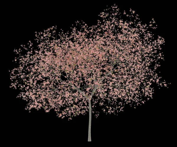 Flowering Peach Tree Isolated Black Background Illustration — Stock Photo, Image