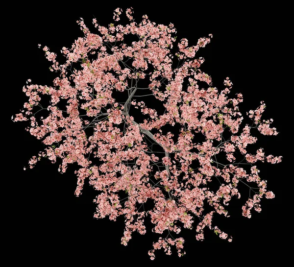 Top View Flowering Peach Tree Isolated Black Background Illustration — Stock Photo, Image