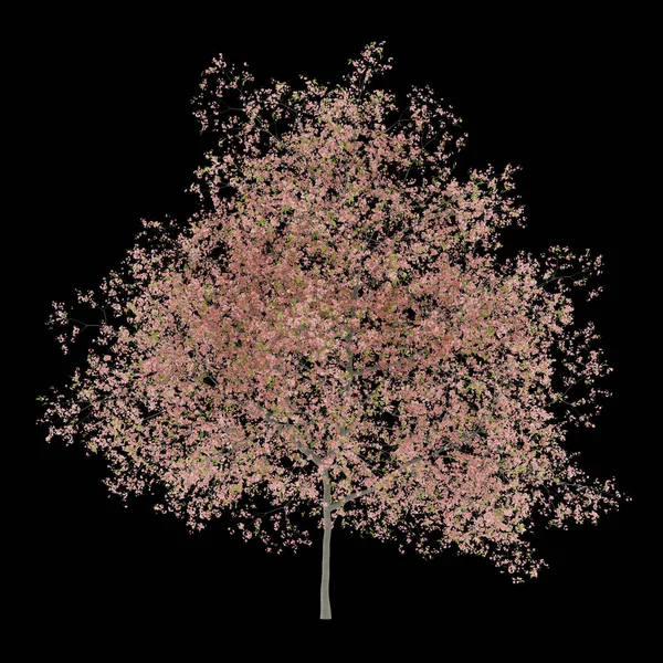 黒の背景に分離された桃の木を開花します イラストレーション — ストック写真