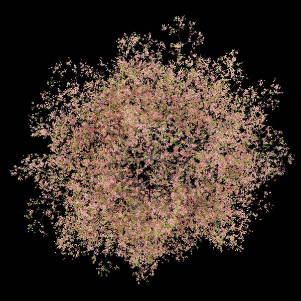 Вид Зверху Квітучого Персикового Дерева Ізольовано Чорному Тлі Ілюстрація — стокове фото